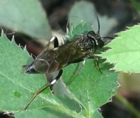 Tenthredinidae : femmina di Allantus cinctus?